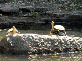 Nicht nur die Marginated Schildkröten (Testudo Marginata) zählen zu den Bewohnern der Ruinen (Foto: Eichner-Ramm)