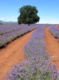 Die Lavendelreihen summieren sich auf rund 400 Kilometer