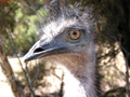 Begegnung mit dem australischen Wappentier: Emus trifft man in South Australia allerorten an