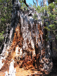 Natürlicher Verfall: Baumstamm im Lake St. Clair Nationalpark