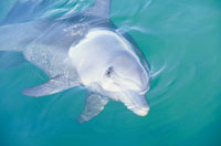 Bottlenose-Delfine kommen in die Koomana Bay in Bunbury (Foto: Tourism Westernaustralia)