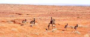 Begegnung im Outback: Emuvater mit seinem Nachwuchs