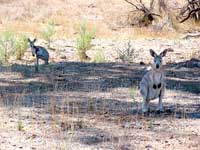 Neugierige Bewohner der Flinders Ranges