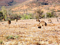 Emufamilie in den Gammon Ranges