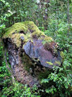 Moos überwuchert eine Huon Pine im Franklin-Gordon-Wild-Rivers-Nationalpark