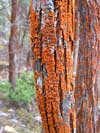 »Rostige« Rinde: In höheren Lagen sind diese dünnen Baumstämme von orangefarbigen Flechten überzogen