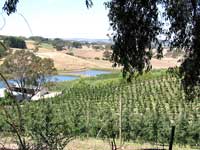 Obstplantagen, Weiden und Weingüter prägen die Kulturlandschaft der Adelaide Hills