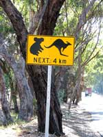 Vorsicht: Koalas und Kängurus