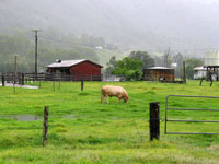 Viehwirtschaft: Landschaft in den Blackall Ranges