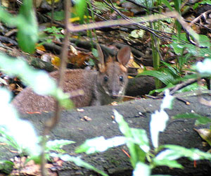 Scheu: Wallaby im Mary Cairncross Scenic Reserve