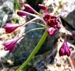 Unscheinbar: Blüte im Mount Remarkable Nationalpark
