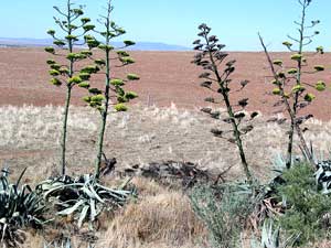 Riesige Agaven wachsen am nördlichen Rand des Mount Remarkable Nationalparks