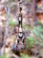Spinne im Netz: Begegnung auf einer Wanderung im Mount Remarkable Nationalpark