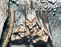 Fledermäuse in den Cutta Cutta Caves (Foto: NTTC)