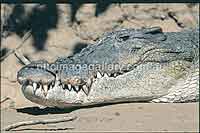 Krokodil im Northern Territory (Foto: NTTC/David Silva)