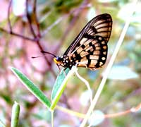 Schmetterling am Uluru
