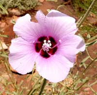 Wappenblume des Northern Territory: Sturt Desert Rose