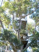 Die oberste Lookout-Plattform des Dave Evans Bicentennial Tree liegt in rund 75 Metern Höhe