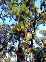 Blüht vor allem um die Weihnachtszeit im australischen Sommer: der Western Australia Christmas Tree mit seinen leuchtenden, orange-farbigen Blüten