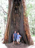 Erinnerungsfoto im ausgehöhlten Fuß eines alten Karri-Baumes