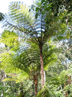 Stattliche Baumfarne gedeihen im tropischen Queensland