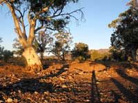 Abendstimmung in den Flinders Ranges: Flusseukalypten beginnen zu leuchten