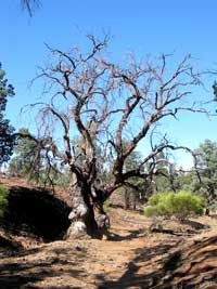 Knorriger Baum im Sacred Canyon