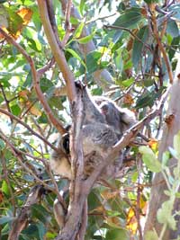 Koalas in freier Wildbahn lassen sich besonders gut auf Kangaroo Island entdecken