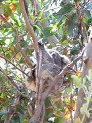 Schwer auszumachen: Koala in einer Astgabel