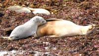 Idylle: Ein Seelöwenbaby und seine Mutter an der Seal Bay