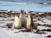 Kangaroo Island ist bekannt für seine vielseitige Tierwelt: hier Seelöwen an der Seal Bay