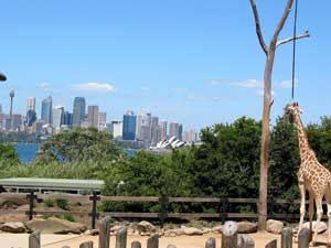 Blick vom Taronga Zoo auf die City