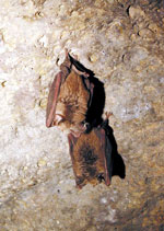 Fledermäuse schlafen tagsüber in den Lava-Höhlen