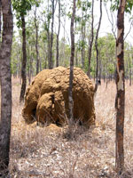 Termitenbau in der Gulf Savannah Region