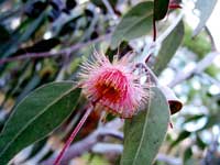 Blüte eines Euckalyptus