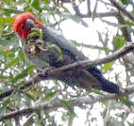 Papagei mit rotem Kopfgefieder im Geäst nahe der MacKenzie Falls in den Grampians