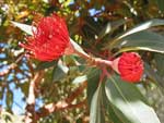 Blüte eines Eukalyptusbaumes