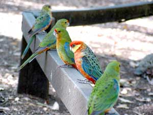 Papageien im Glouchester Tree Nationalpark