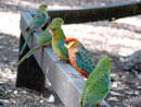 Zutraulich: Papageien am Glouchester Tree bei Pemberton