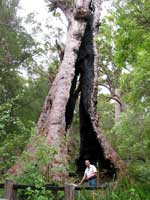Giant Tingle Tree im Walpole-Nornalup Nationalpark