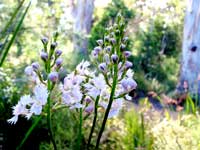 Blüte am Wegesrand: am Horseyard Hill Walk Trail in Walpole