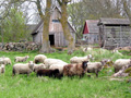 Einsame Idylle: Schafe auf der Insel Saremaa