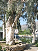 Waage im Eukalyptusbaum im Fischerhafen von Georgioupolis