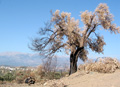 Verkohlter Olivenbaum nach einem Buschbrand im zentralen Süden Kretas