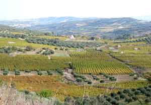 Die Hauptroute von Heraklion in den Süden führt durch Weinbaugebiet