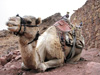 Kamele bringen Touristen auf den Berg Moses/Sinai