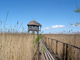 Aussichtspunkt im Schilf des Pape-Naturparks (Foto: Eichner-Ramm)