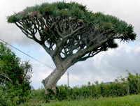 Bei Miragaia: Drachenbaum (Foto: Eichner-Ramm)