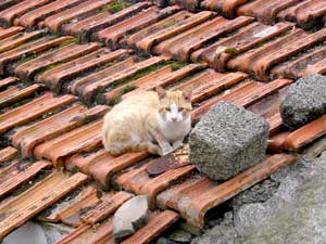 Dorfidyll: Katze auf dem Dach (Foto: Eichner-Ramm)