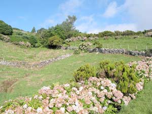 Typische Typische Landschaft auf Flores: Hortensienhecken und Steinmauern (Foto: Eichner-Ramm)